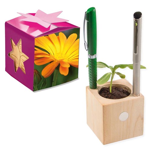 Plant-wood office star-box with seeds - Marigold