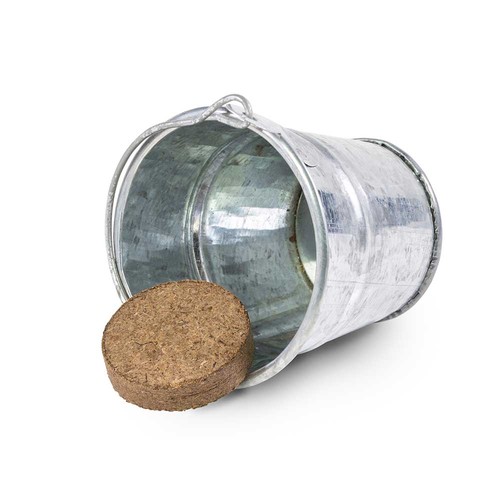 Mini plant-bucket with seeds - Thyme Mini plant-bucket with seeds - Thyme