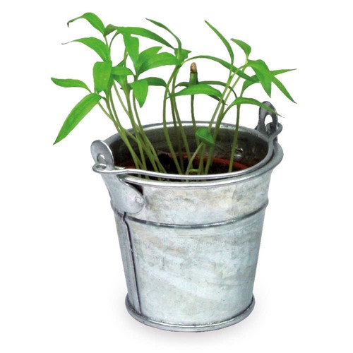 Mini plant-bucket with seeds - Thyme Mini plant-bucket with seeds - Thyme