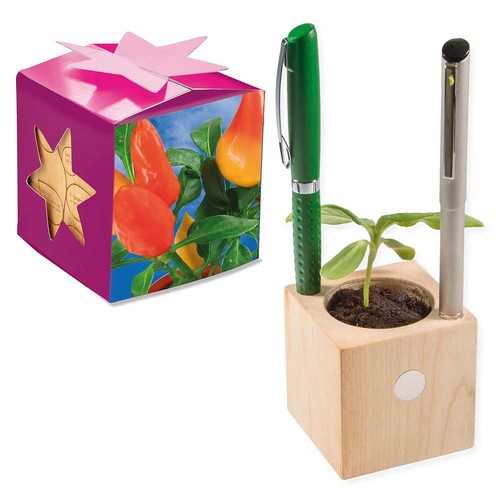 Plant-wood office star-box with seeds - Chili