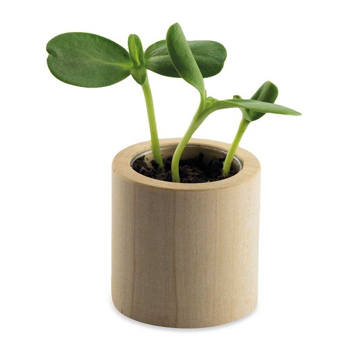 Plant-wood round with seeds - Chili Plant-wood round with seeds - Chili