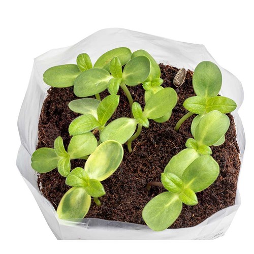 Pop-up potting soil with seeds - Persian clover (seeds) Pop-up potting soil with seeds - Persian clover (seeds)