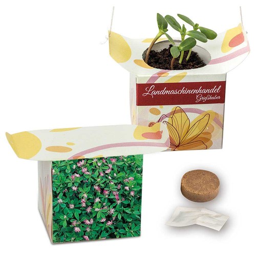 Hanging pot - Persian clover (seeds)