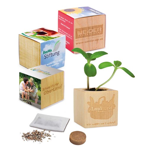 Plant-wood with seeds - Basil Plant-wood with seeds - Basil