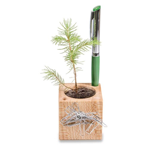 Plant-wood office with seeds - Thyme Plant-wood office with seeds - Thyme