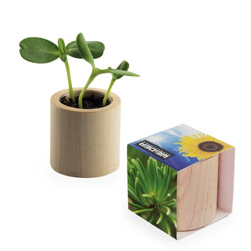 Plant-wood round with seeds - Spruce