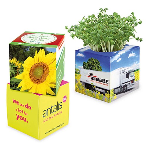 Plant-cube 2.0 with seeds - Christmas - Sunflowers