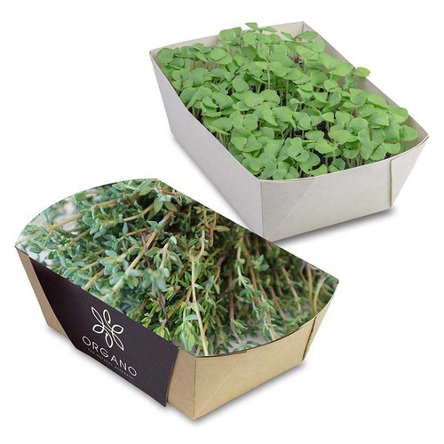 Plant-bowl with seeds - Thyme