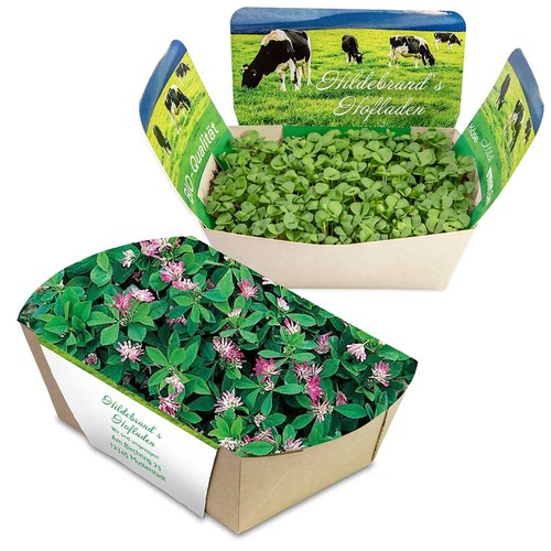 Plantodrom with seeds - Persian clover (seeds)