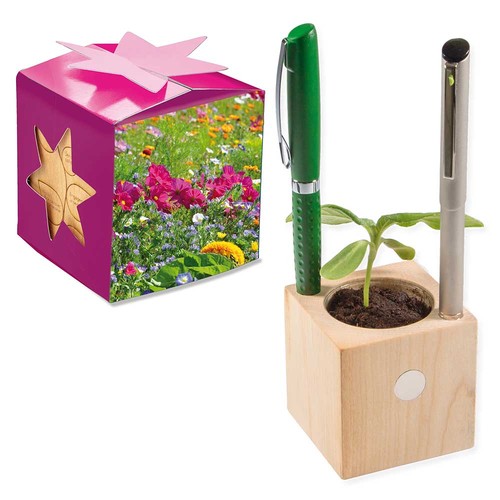 Plant-wood office star-box with seeds - Summerflowers mix
