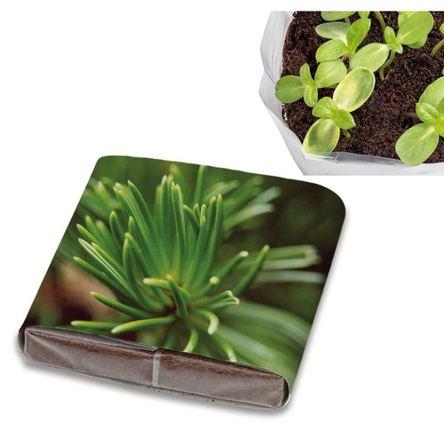 Pop-up potting soil with seeds - Spruce