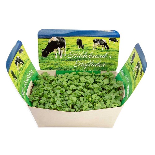 Plantodrom with seeds - Basil Plantodrom with seeds - Basil