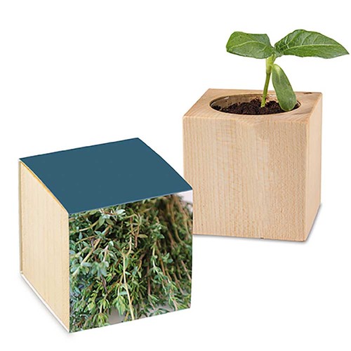 Plant-wood with seeds - Thyme