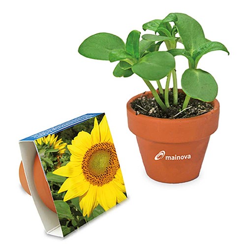 Logo-pot with seeds - teracotta - Sunflowers