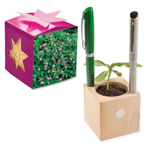Plant-wood office star-box with seeds - Persian clover (seeds)