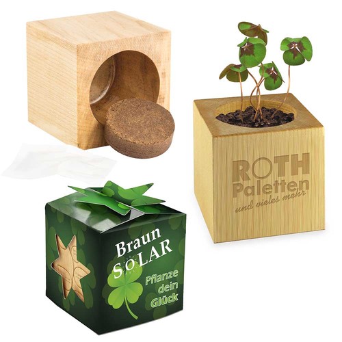 Plant-wood star-box with seeds - Four-leaf clover