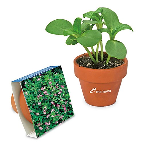 Logo-pot with seeds - teracotta - Persian clover (seeds)