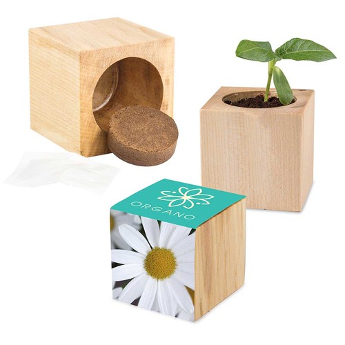 Plant-wood Maxi with seeds - Marguerite
