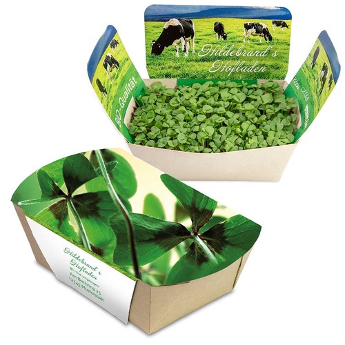 Plantodrom with seeds - Four-leaf clover