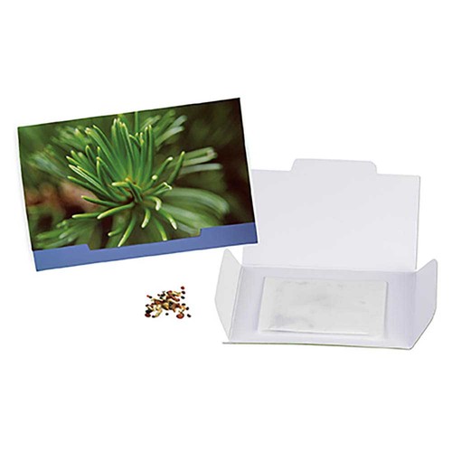 Flower-card with seeds - Spruce