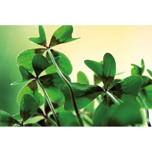 Plant-wood office with seeds - Four-leaf clover Plant-wood office with seeds - Four-leaf clover