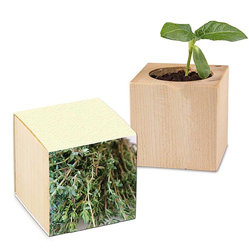 Plant-wood with seeds (paper band from grass paper) - Thyme