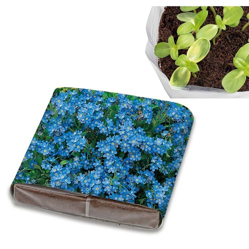 Pop-up potting soil with seeds - Forget-me-not