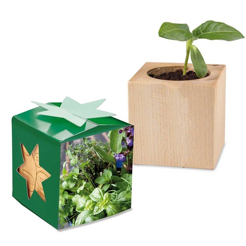 Plant-wood star-box with seeds - Herb-mixture