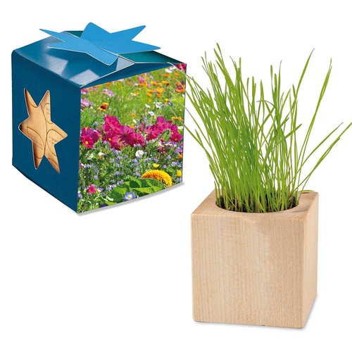 Plant-wood maxi star-box with seeds - Summerflowers mix