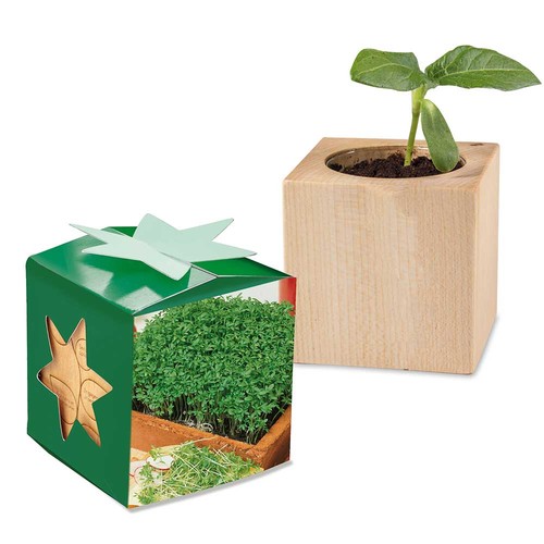 Plant-wood star-box with seeds - Cress