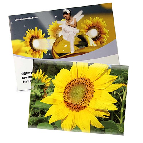 Seed-bag large - Standard paper - Sunflowers