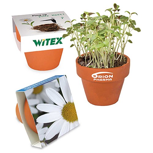 Mini logo-pot paper band with seeds - Marguerite