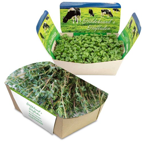 Plantodrom with seeds - Thyme