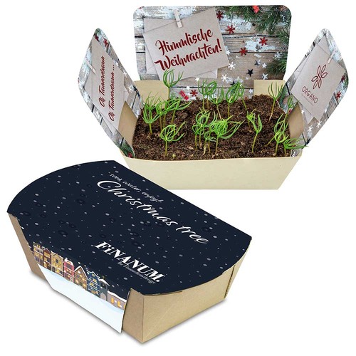 Plantodrom with seeds - Spruce