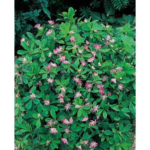 Seed-bag small - Grass paper - Persian clover (seeds) Seed-bag small - Grass paper - Persian clover (seeds)