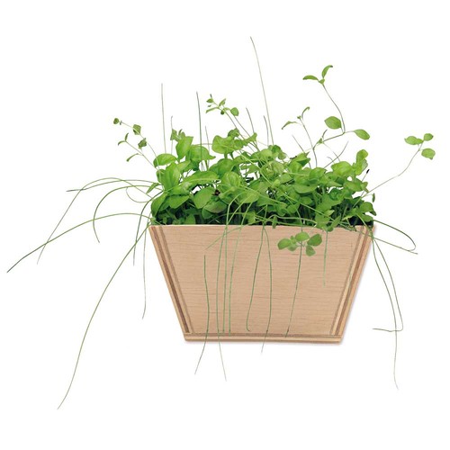 Mini-bed with seeds - Chili Mini-bed with seeds - Chili