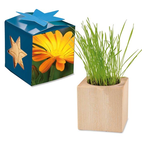 Plant-wood maxi star-box with seeds - Marigold