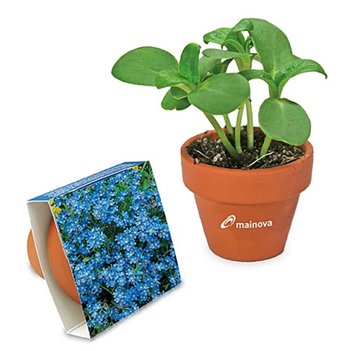 Logo-pot with seeds - teracotta - Forget-me-not