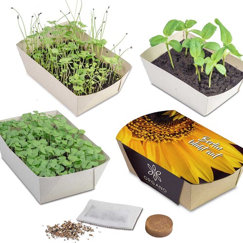 Plant-bowl with seeds - Chilli Plant-bowl with seeds - Chilli