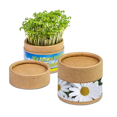 Plant-cup with seeds - Marguerite
