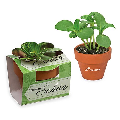 Mini plant-pot flower with seeds - Spruce