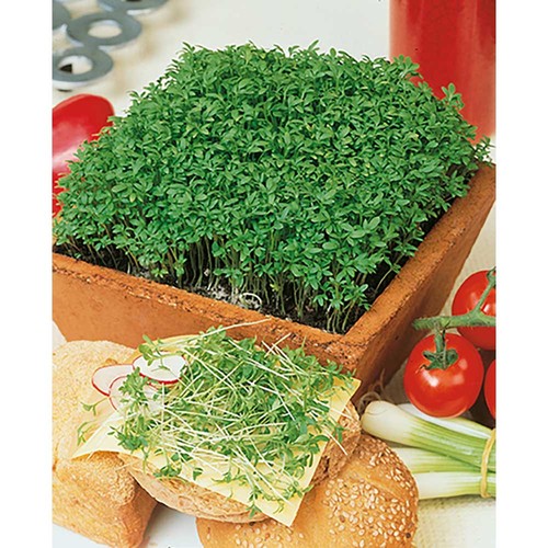 Plant-wood round with seeds - Cress Plant-wood round with seeds - Cress