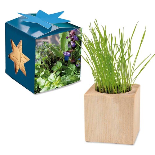 Plant-wood maxi star-box with seeds - Herb-mixture