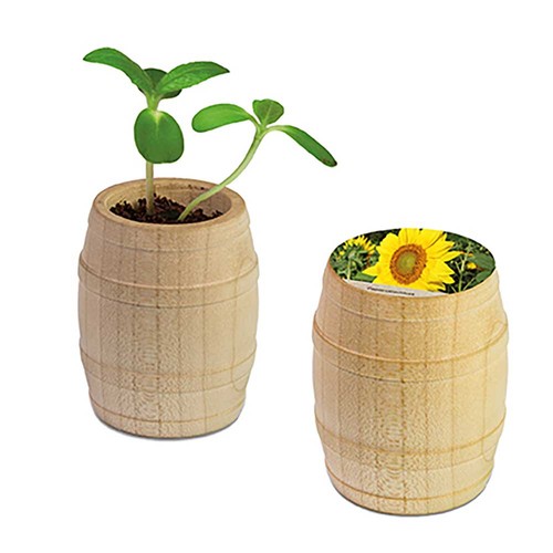 Plant-barrel with seeds - Sunflowers