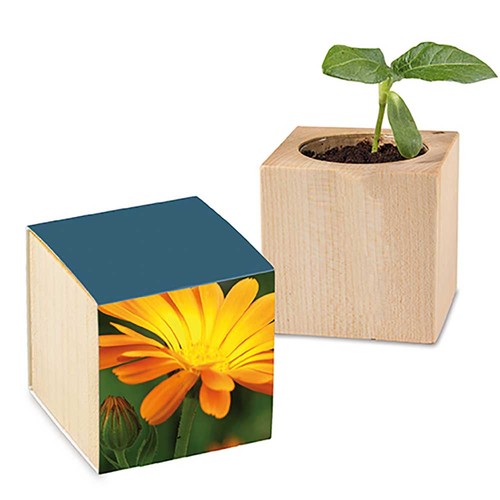 Plant-wood with seeds - Marigold