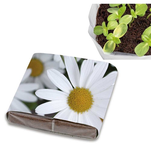 Pop-up potting soil with seeds - Marguerite