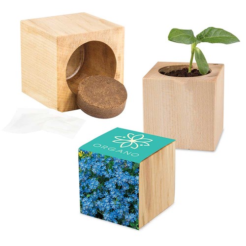 Plant-wood Maxi with seeds - Forget-me-not