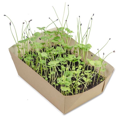 Plant-bowl with seeds - Herb-mixture Plant-bowl with seeds - Herb-mixture