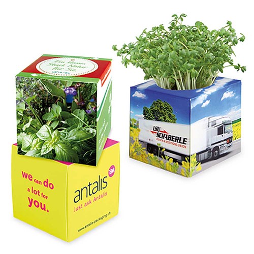 Plant-cube 2.0 with seeds - Christmas - Herb-mixture
