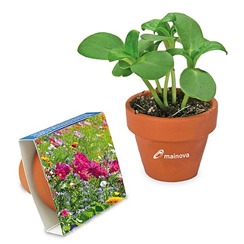Logo-pot with seeds - teracotta - Summerflowers mix